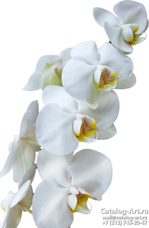 картинки для фотопечати на потолках, идеи, фото, образцы - Потолки с фотопечатью - Белые орхидеи 15